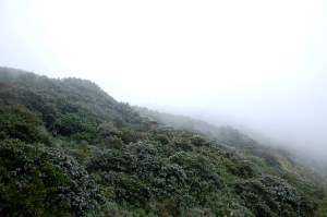 Hwy 1, California, 2015 Adriana Jun Machado