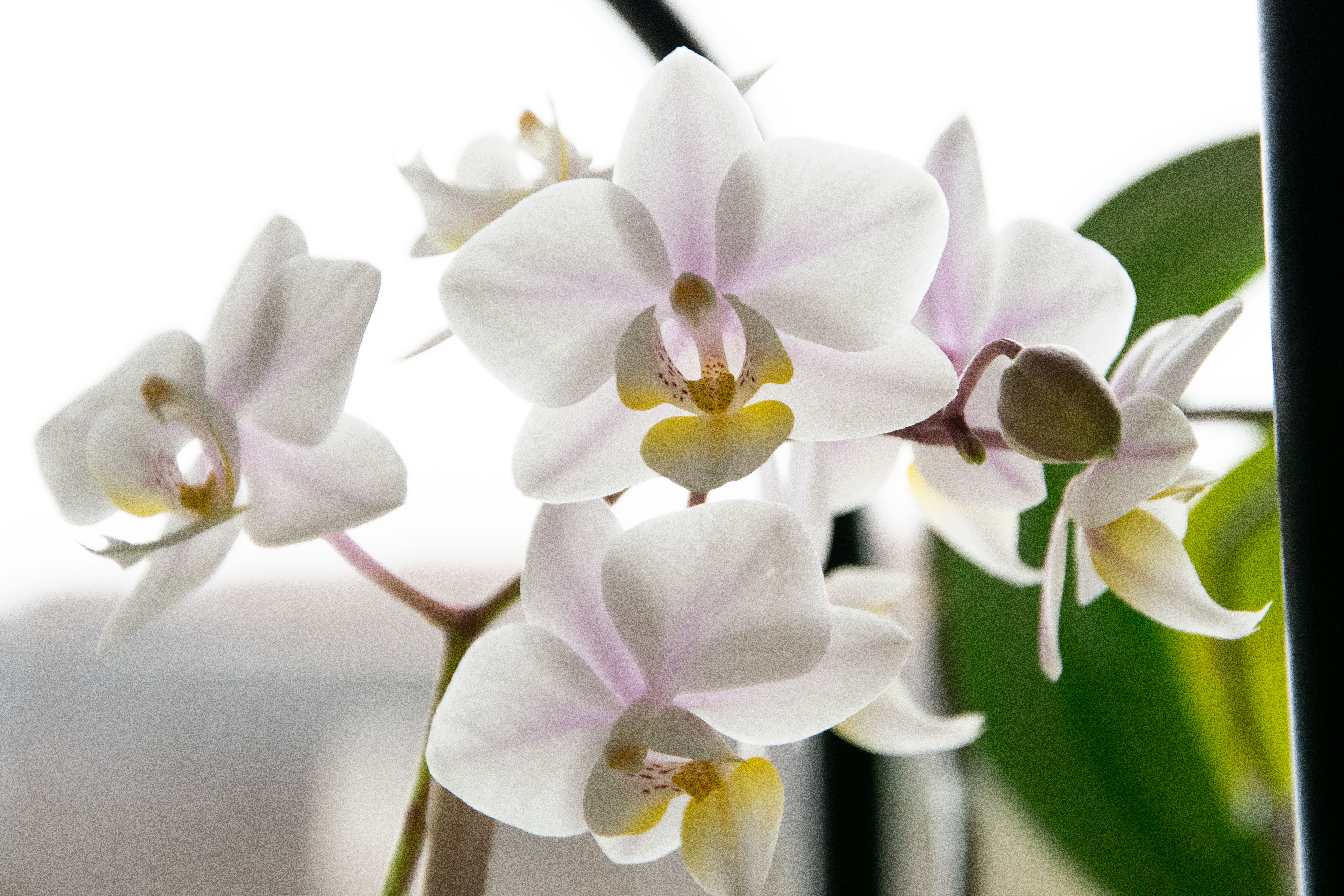 Mom's Orchids, 2024 Adriana Jun Machado