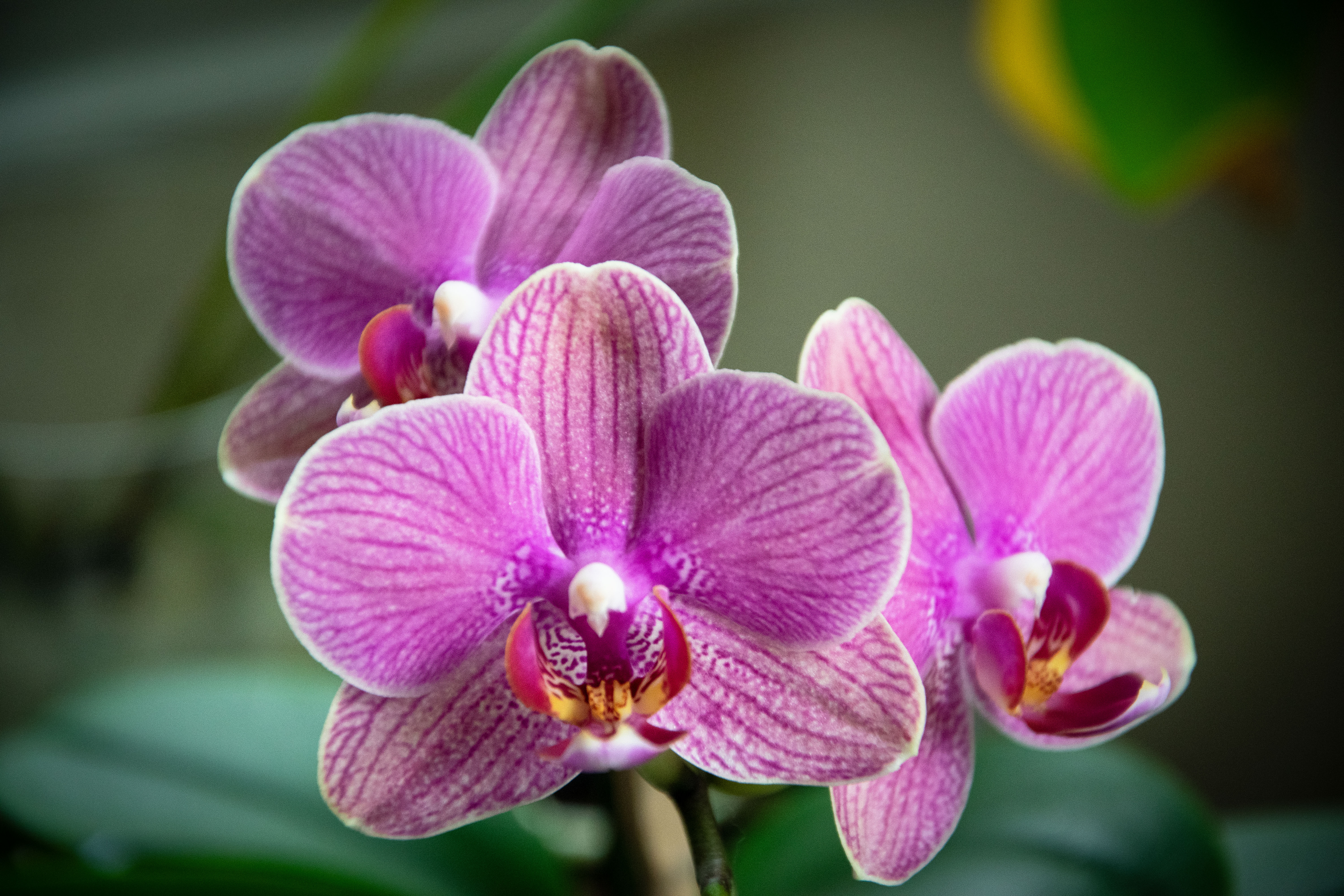 Mom's Orchids, 2024 Adriana Jun Machado