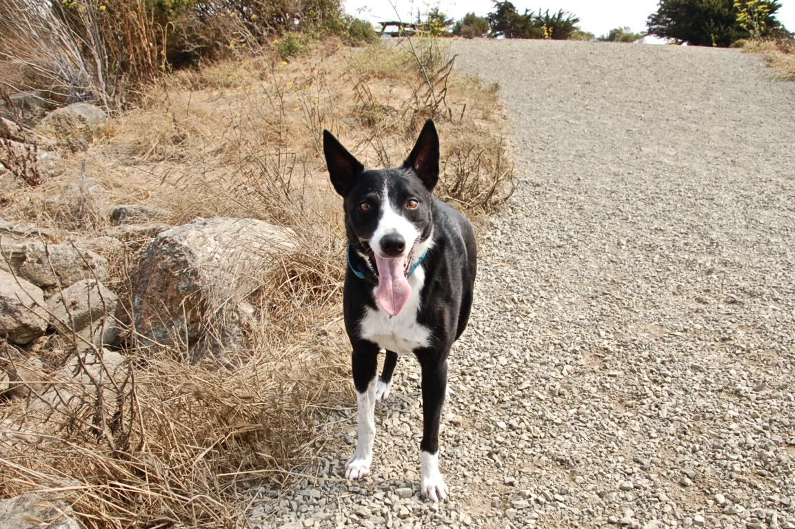 Mouse, 2014 Adriana Jun Machado