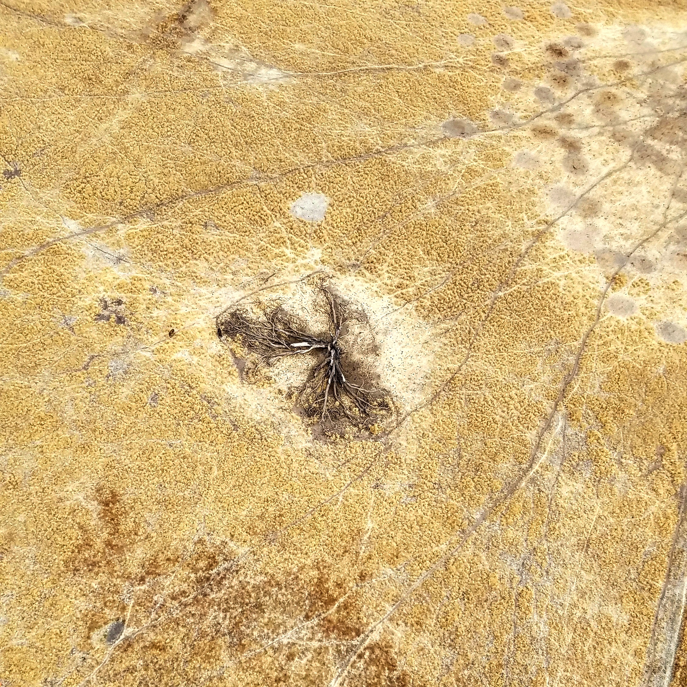 Middletown, California, USA 2016 Adriana J. Machado